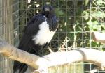 Corbeau pie (Corvus albus)