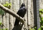 Corbeau (Corvus corax)