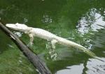 Alligator du Mississipi albinos (Alligator mississippiensis)