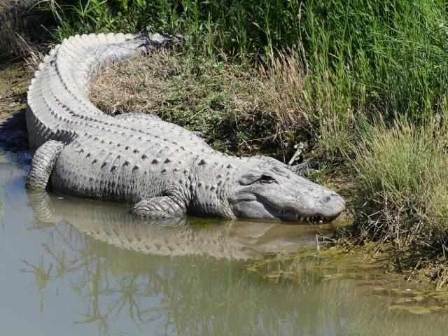 Alligator du Mississippi (Alligator mississippiensis)