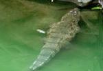 Crocodile d'Afrique de l'Ouest (Crocodylus suchus)