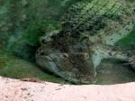 Crocodile des Phillipines (Crocodylus mindorensis)