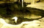 Crocodile marin (Crocodylus porosus)