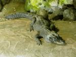 Crocodile nain (Osteolaemus tetraspis)