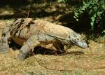 Dragon de Komodo (Varanus komodoensis)