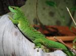 Gecko géant de Madagascar (Phelsuma madagascariens grandis)