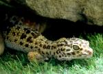 Gecko léopard (Eublepharis macularius)