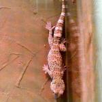 Gecko tokay (Gekko gecko)
