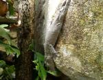Gecko à queue de feuille de Henckel (Uroplatus henkeli)