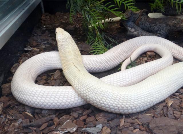 Cobra à monocle albinos (Naja kaouthia)
