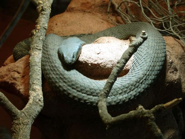 Cobra ringhal (Hemachatus haemachatus)