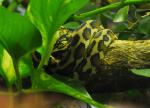 Python tapis (Morelia spilota)