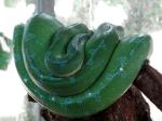 Python vert (Morelia viridis)