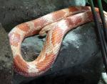 Serpent des blés (Pantherophis guttatus)