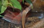 Serpent ratier à tête cuivrée (Elaphe radiata)