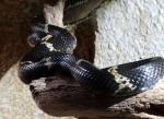 Serpent ratier d'Asie (Orthriophis taeniura ridleyi)