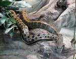 Serpent ratier de Taïwan (Orthriophis taenuira friesei)