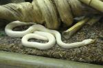 Serpent ratier du Texas (Pantherophis absoletus)