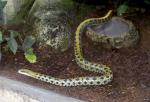 Serpent ratier mandarin (Euprepiophis mandarinus)