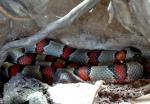 Serpent roi à bandes grises (Lampropeltis alterna)