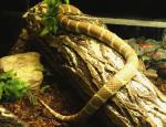 Serpent roi de Californie (Lampropeltis getula californiae)