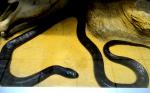 Serpent roi noir (Pantherophis absoletus obsoletus)