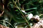 Vipère de bambous (Trimeresurus stejnegeri)