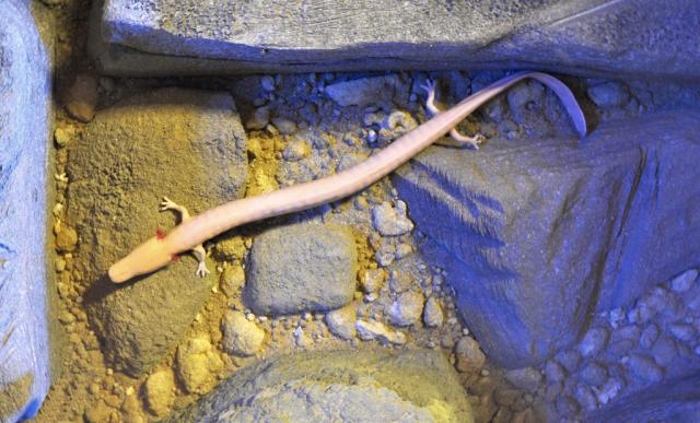 Salamandre des grottes (Proteus anguinus)