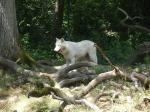 Loup blanc