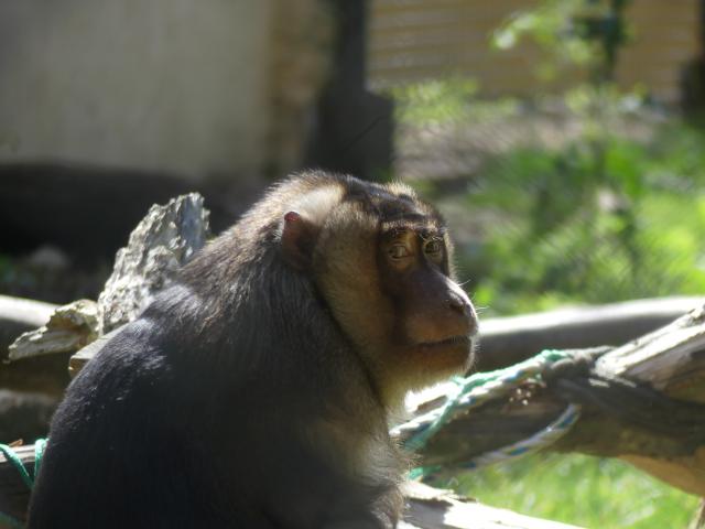Macaque à queue de cochon