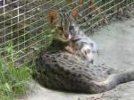 Chat léopard de Sibérie