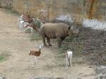 Rhinocéros noir - Gazelle dama