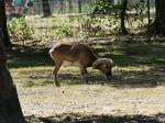Mouflon de Corse