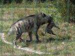 Hyène rayée