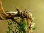 Serpent ratier de Baird