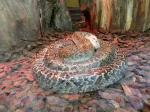 Python molure granité