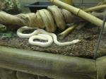 Serpent ratier à 4 bandes