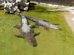 Alligator du Mississipi