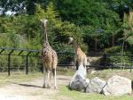Girafe de Rothschild