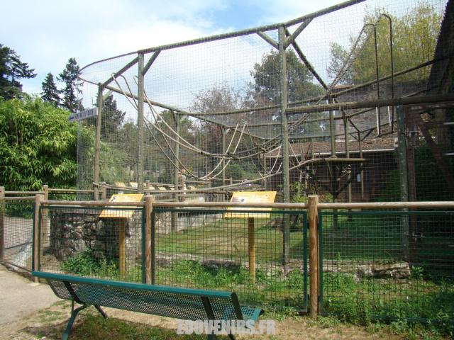 Lémur macaco