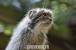 Chat manul