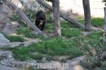 Ours à lunette - Coati