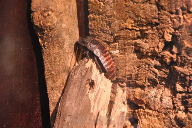 Blatte souffleuse de Madagascar