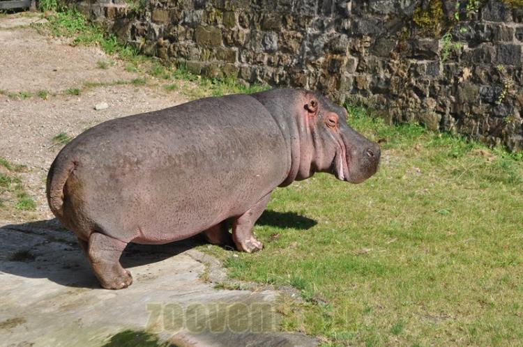 Hippopotame amphibie