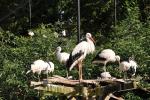 Cigogne - Ibis sacré