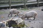 Capybara et Mara