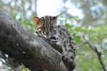 Chat léopard du Bengale
