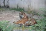 Tigre  de Sumatra