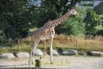 Girafe d'Afrique de l'Ouest 
