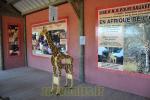 Informations sur la sauvegarde des Girafes